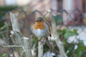 Robin ( Erithacus rebecula)