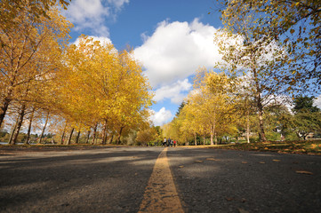 Walking path surrounded by trees