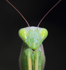 Mantis