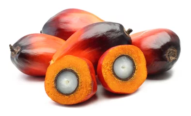 Fototapete Rund Oil palm fruit © dolphfyn