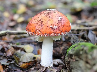 Fliegenpilz im Reinhardswald