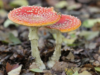 Fliegenpilze nach dem Regen