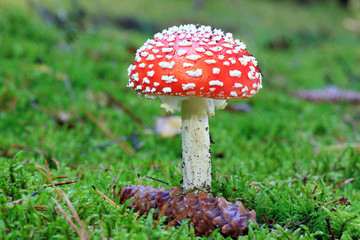 Amanita muscaria - growing in moss in the forest