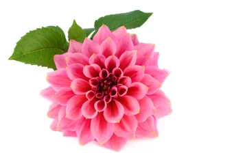Crédence de cuisine en verre imprimé Dahlia Dahlia grande fleur rose
