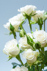 Obraz na płótnie Canvas Białe róże