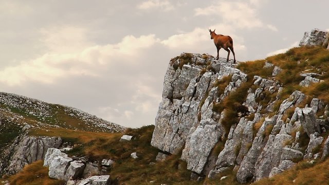 Chamois on the top of a rock