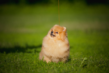 Young puppy Spitz sitting on grass