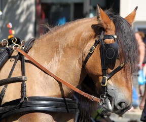 Cheval à la cavalcade © Jackin
