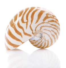 Nautilus pompilius sea shell, isolated on white, shallow dof