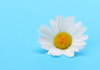 Obraz premium Wild chamomile