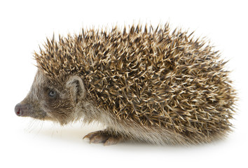hedgehog isolated