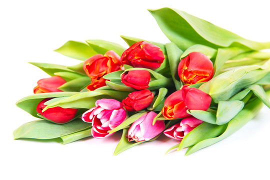 Tulips bouquet isolated on white