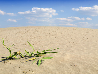 grass in sand desert