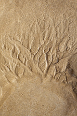 Drawings on the Beach