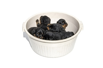 Rottweiler puppies in a bowl