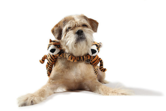 nice dog with two tigers in the neck