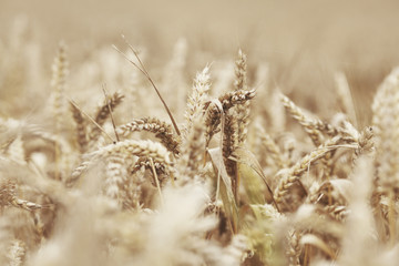 Fototapeta premium wheat close up on farm field
