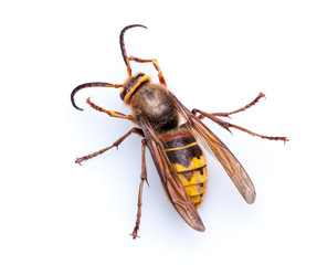 Wasp on white Background