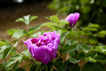 Peony