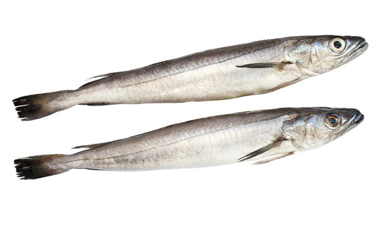Pescadilla