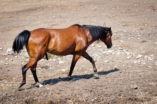 "Male Horse" Images – Browse 522 Stock Photos, Vectors, And Video ...