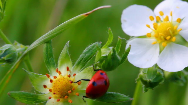 ladybug on wild strawberry flower macro