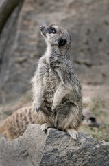 wachendes Erdmännchen