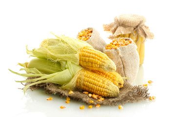 fresh corn and bags with dry corn, isolated on white