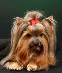 Naklejka premium Beautiful yorkshire terrier on colorful background