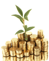plant growing out of gold coins isolated on white