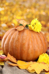 Fototapeta na wymiar pumpkin and autumn leaves, on yellow background
