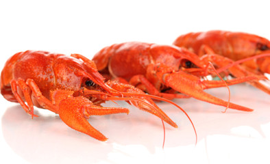 Tasty boiled crayfishes isolated on white