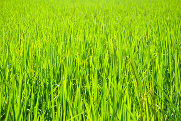 Rice field in Thailand
