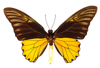 Malaya birdwing butterfly