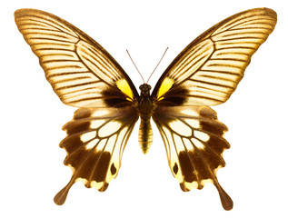 Great mormon butterfly