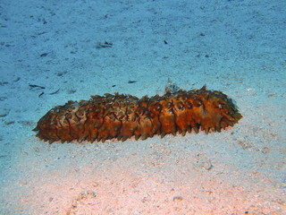 Obraz premium Sea cucumber, Red sea, Dahab