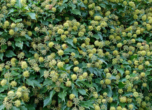 Efeu mit Bl&uuml;tenstand - Hedera helix