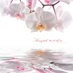 orchids