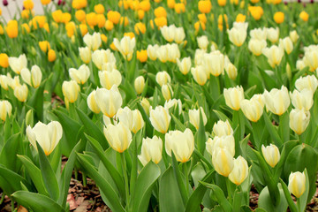 White and yellow tulips on the field