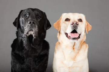 Two labrador dogs together blonde and black isolated on grey.