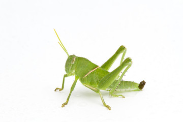 Grasshopper in front of white background