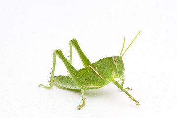 Grasshopper in front of white background