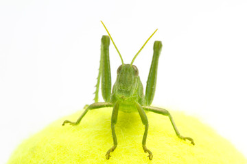 Grasshopper in front of white background