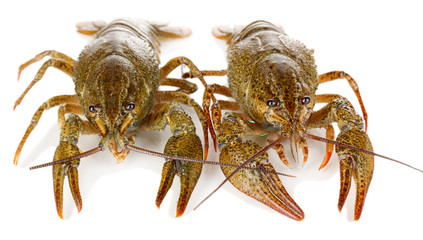 Alive crayfishes isolated on white close-up