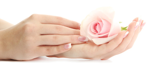Beautiful woman hands with rose, isolated on white