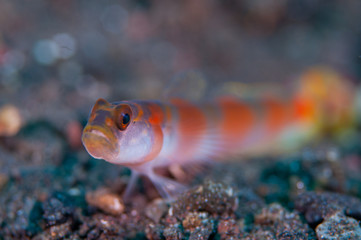 Obraz na płótnie Canvas Shrimp goby