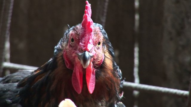Gallo