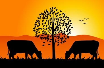 cows and nature