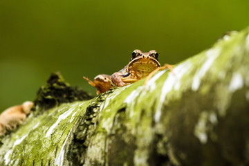frog