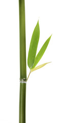 Fototapeta na wymiar Liście i łodygi bambusa samodzielnie na białym tle
